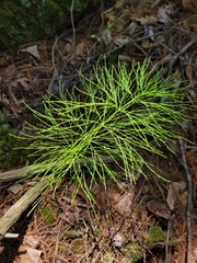 Equisetum sylvaticum
