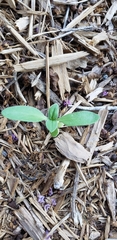 Plantago virginica