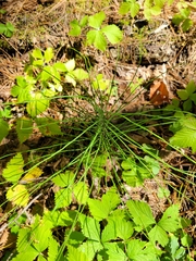 Equisetum sylvaticum