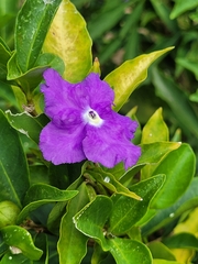 Brunfelsia uniflora