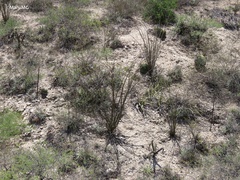Fouquieria splendens