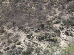 Echinocactus platyacanthus