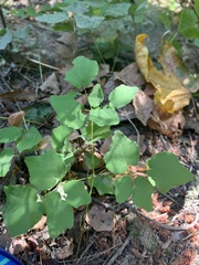 Vancouveria hexandra