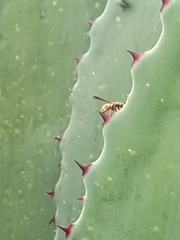 Mischocyttarus mexicanus