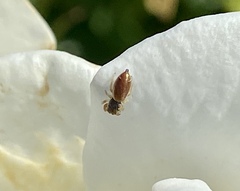 Sassacus