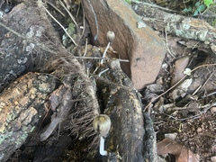 Coprinellus flocculosus