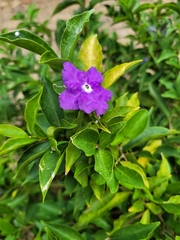 Brunfelsia uniflora