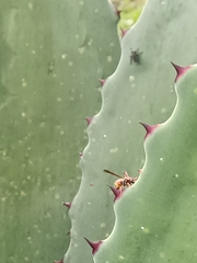 Mischocyttarus mexicanus