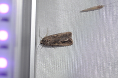 Spodoptera exigua