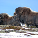Muskox - Photo (c) Gonzalo Mucientes Sandoval, some rights reserved (CC BY-NC-SA), uploaded by Gonzalo Mucientes Sandoval