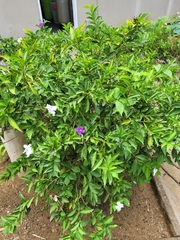 Brunfelsia uniflora