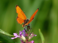 Lycaena dispar