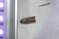 Spodoptera exigua