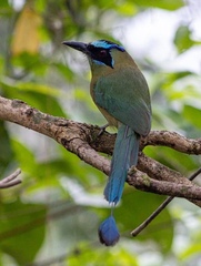 Momotus subrufescens