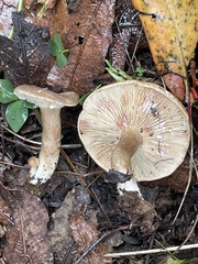Lactarius
