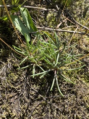 Phemeranthus mengesii