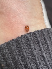 Subcoccinella vigintiquatuorpunctata