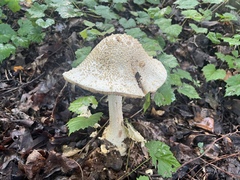 Amanita cokeri