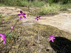 Phemeranthus mengesii