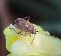 Closterotomus fulvomaculatus