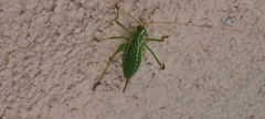 Orthoptera