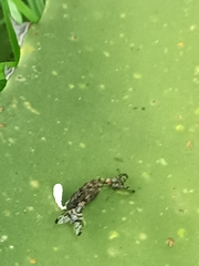 Pseudodyscrasis scutellaris