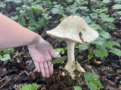 Amanita cokeri