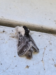 Tolype velleda
