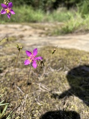 Phemeranthus mengesii