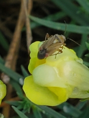Closterotomus fulvomaculatus