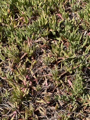 Carpobrotus chilensis