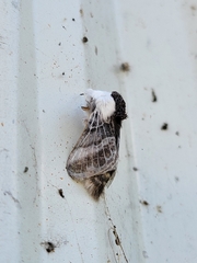 Tolype velleda
