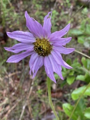 Iostephane heterophylla