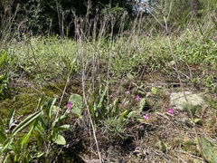 Phemeranthus mengesii