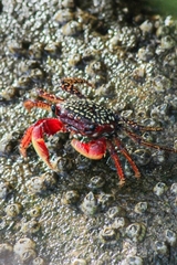 Goniopsis pulchra