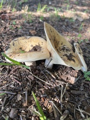 Russula brevipes