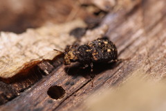 Anthribidae