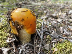 Amanita muscaria