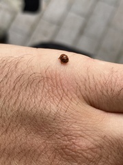 Subcoccinella vigintiquatuorpunctata