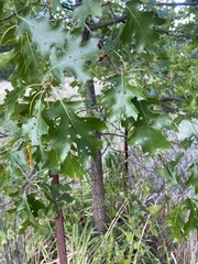 Aceria querci