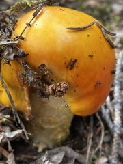 Amanita muscaria