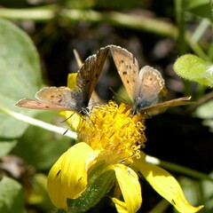 Tharsalea dorcas sangremar