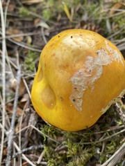 Amanita muscaria