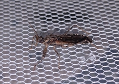 Oncocephalus squalidus