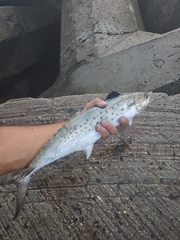 Scomberomorus maculatus