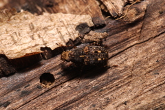 Anthribidae