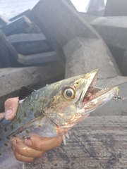 Scomberomorus maculatus