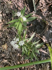 Asclepias perennis