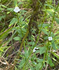 Mecardonia acuminata