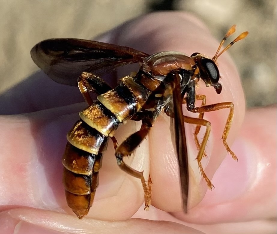 Mydas arizonensis